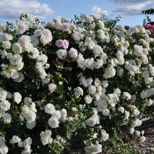 Кремаво бяло - Kарнавални рози
